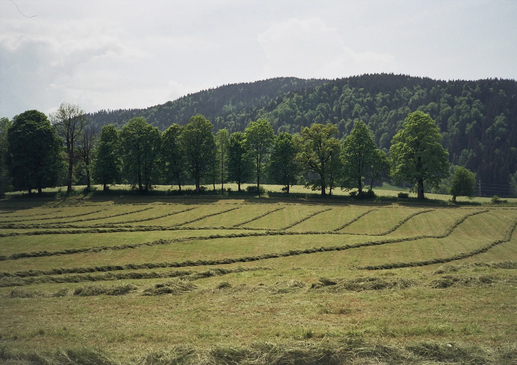 Bavarian Fields