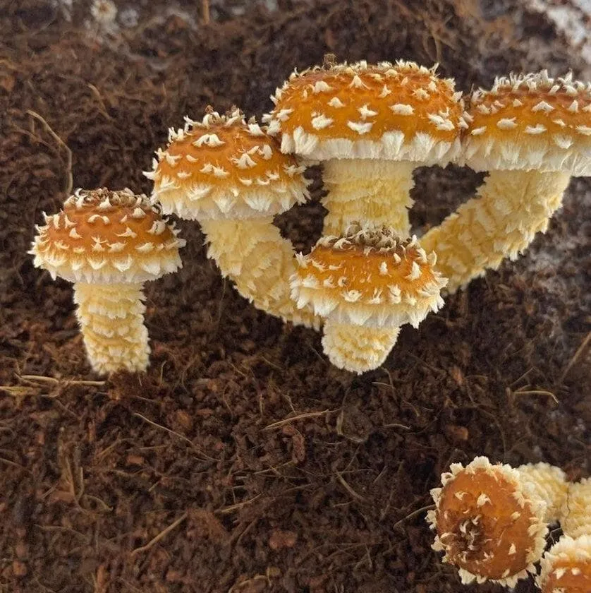 'Boomr Bin' Wood-Loving Monotub  Grow Kit