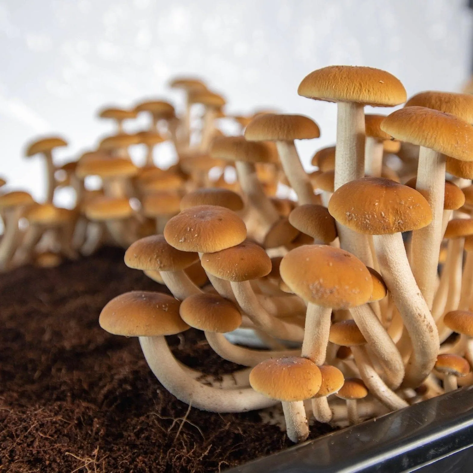 Wholesale | Boomr Bin Mushroom Monotub